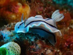 Chromodoris willani shot in Maumere Flores useing point a... by Rory Ferguson 